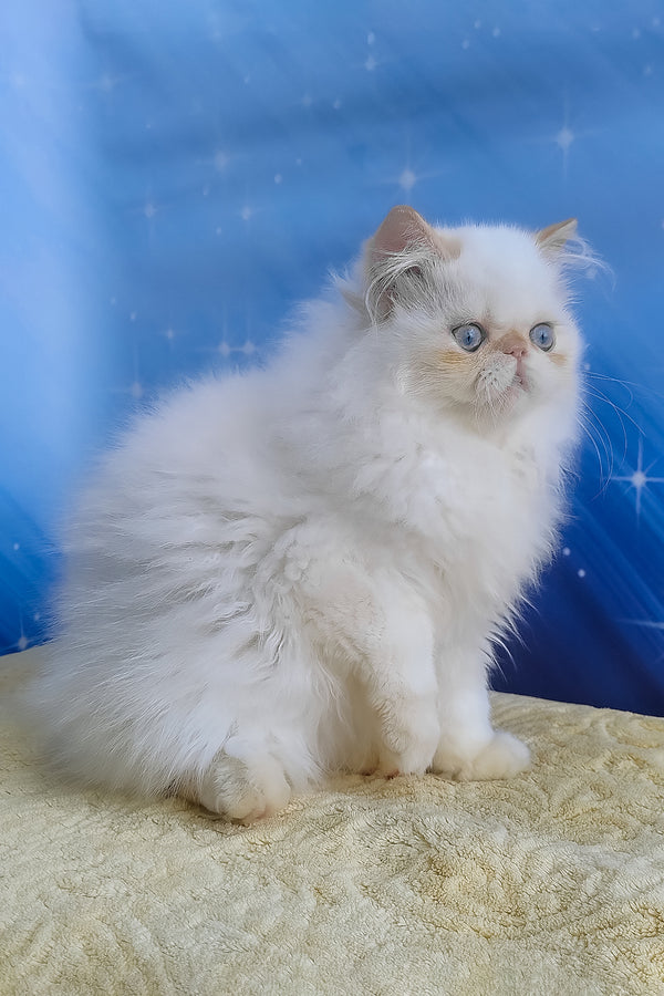 Eddie | Persian Kitten
