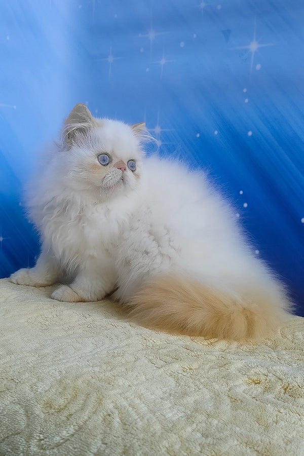Eddie | Persian Kitten