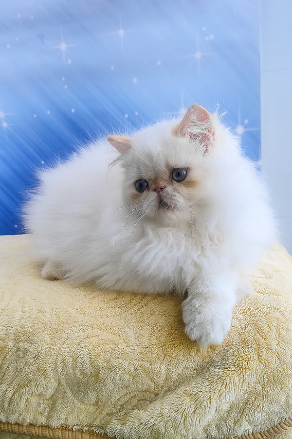 Eddie | Persian Kitten
