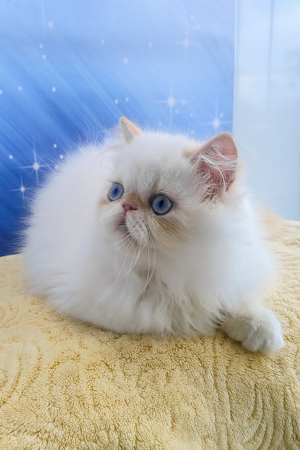 Eddie | Persian Kitten