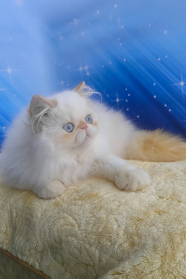 Eddie | Persian Kitten