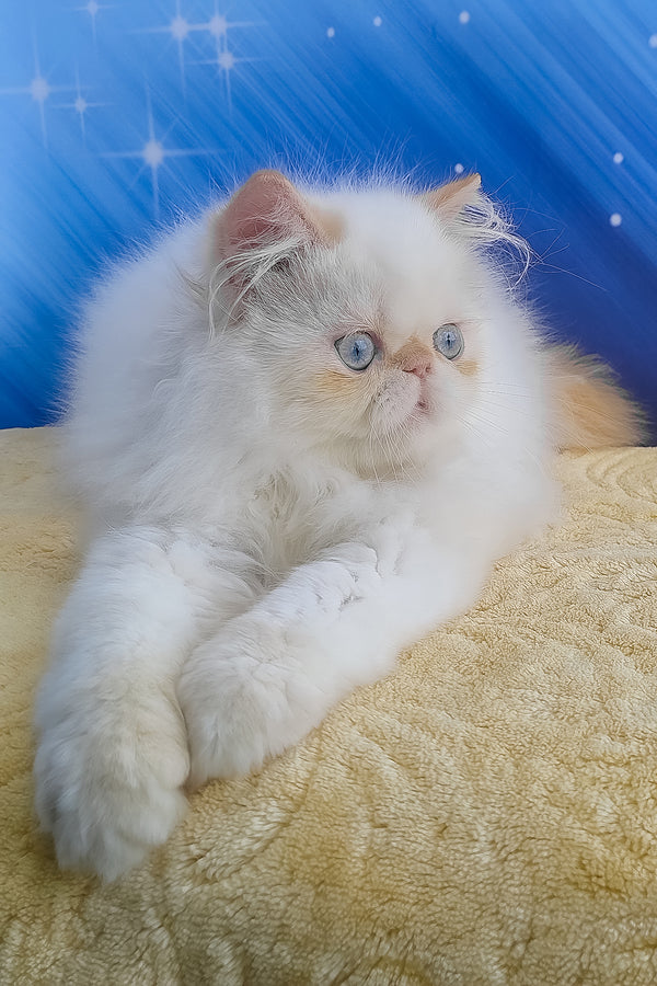Eddie | Persian Kitten