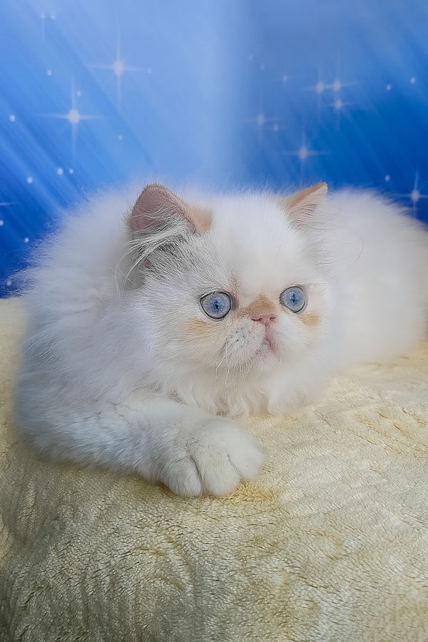 Eddie | Persian Kitten