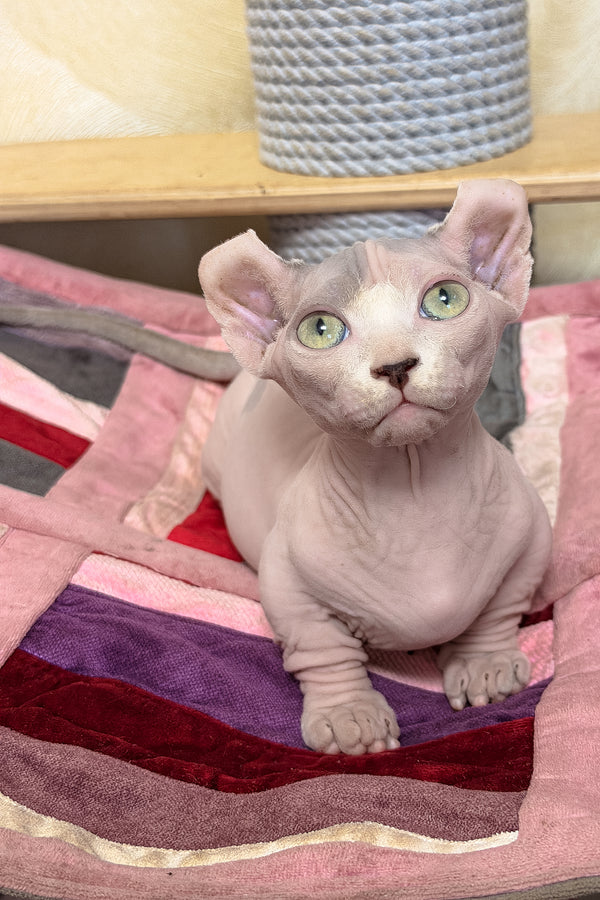 Eddie | Dwelf Sphynx Kitten