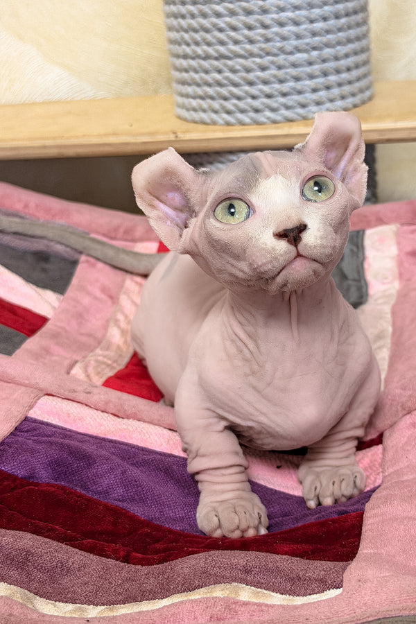 Eddie | Dwelf Sphynx Kitten