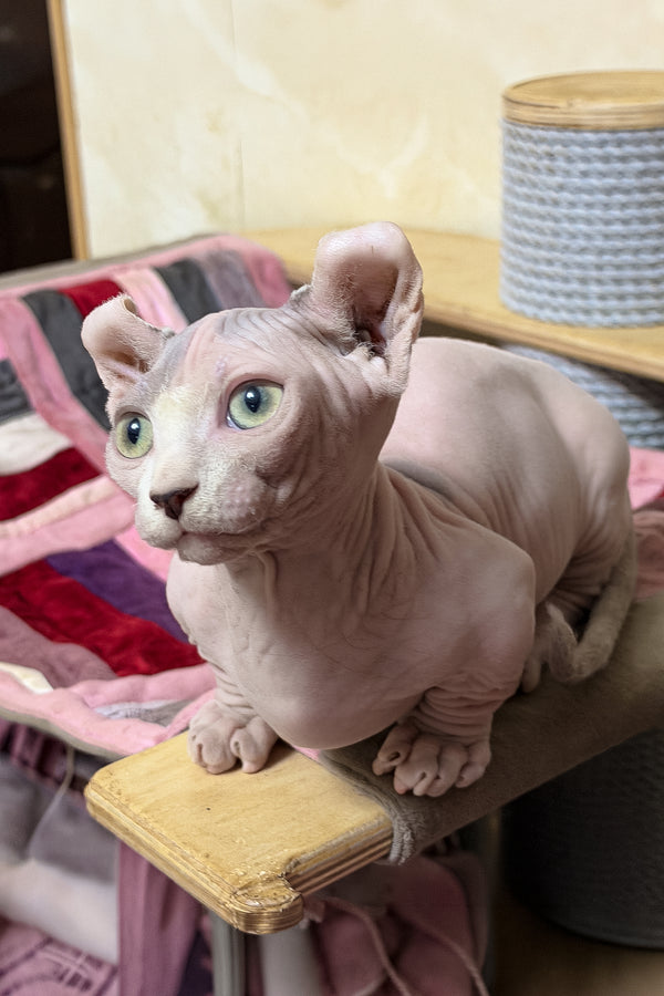 Eddie | Dwelf Sphynx Kitten