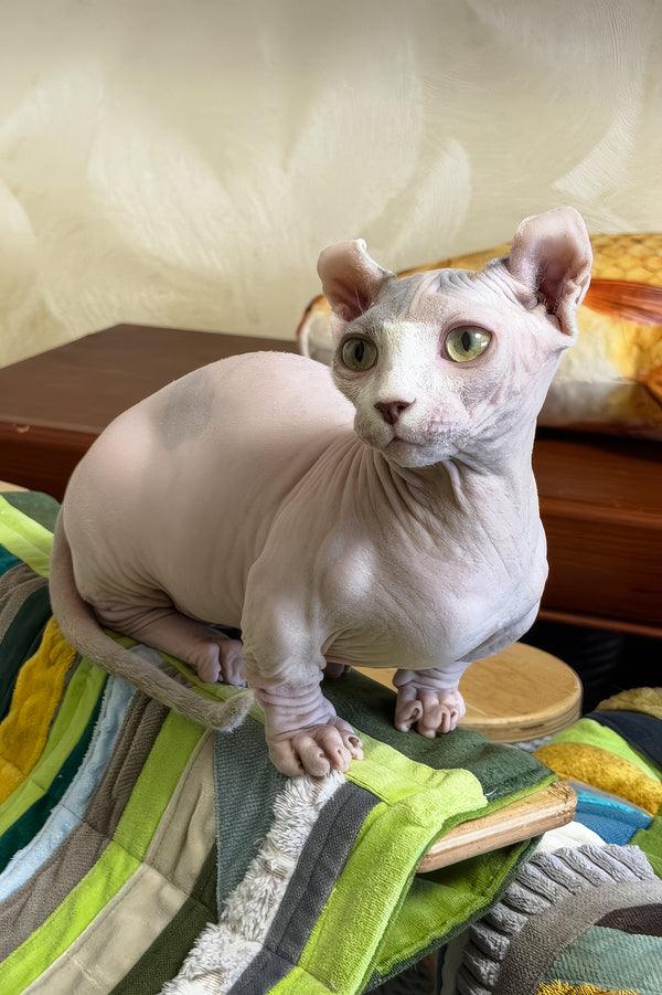 Eddie | Dwelf Sphynx Kitten