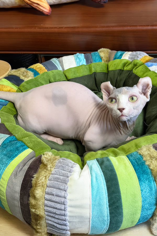 Eddie | Dwelf Sphynx Kitten