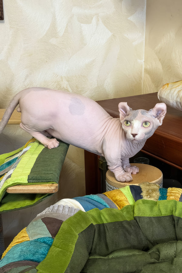 Eddie | Dwelf Sphynx Kitten