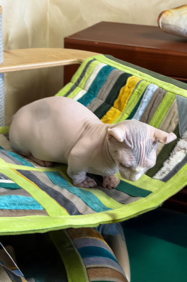 Eddie | Dwelf Sphynx Kitten