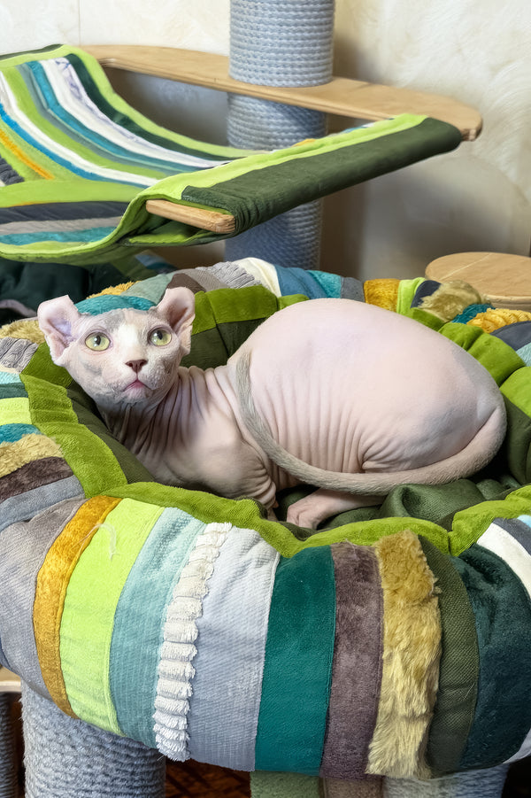 Eddie | Dwelf Sphynx Kitten