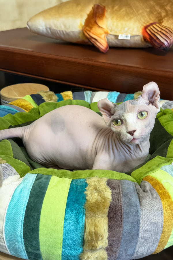 Eddie | Dwelf Sphynx Kitten