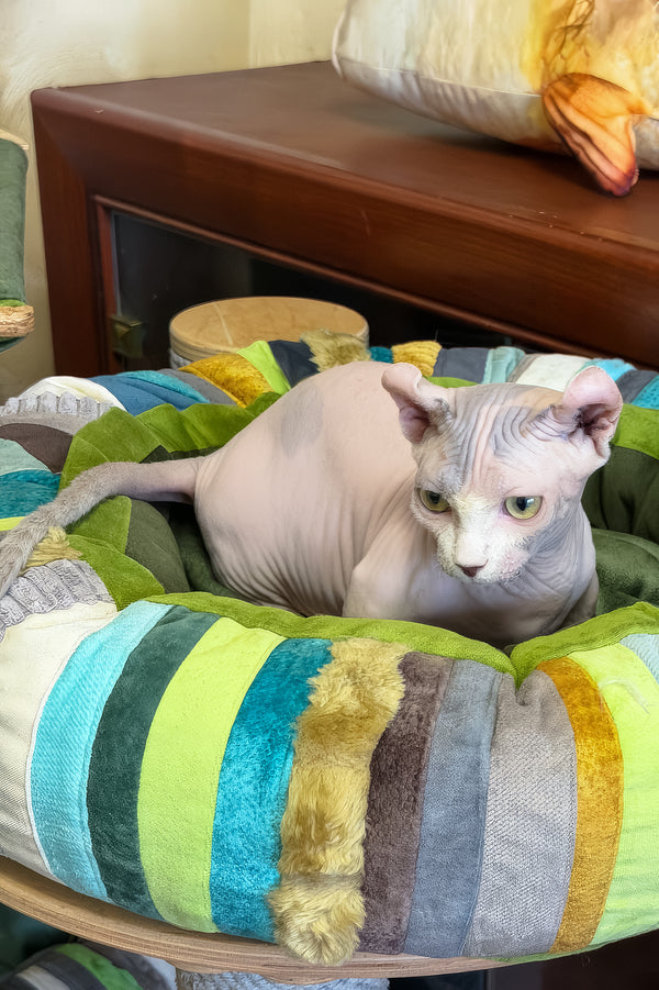 Eddie | Dwelf Sphynx Kitten