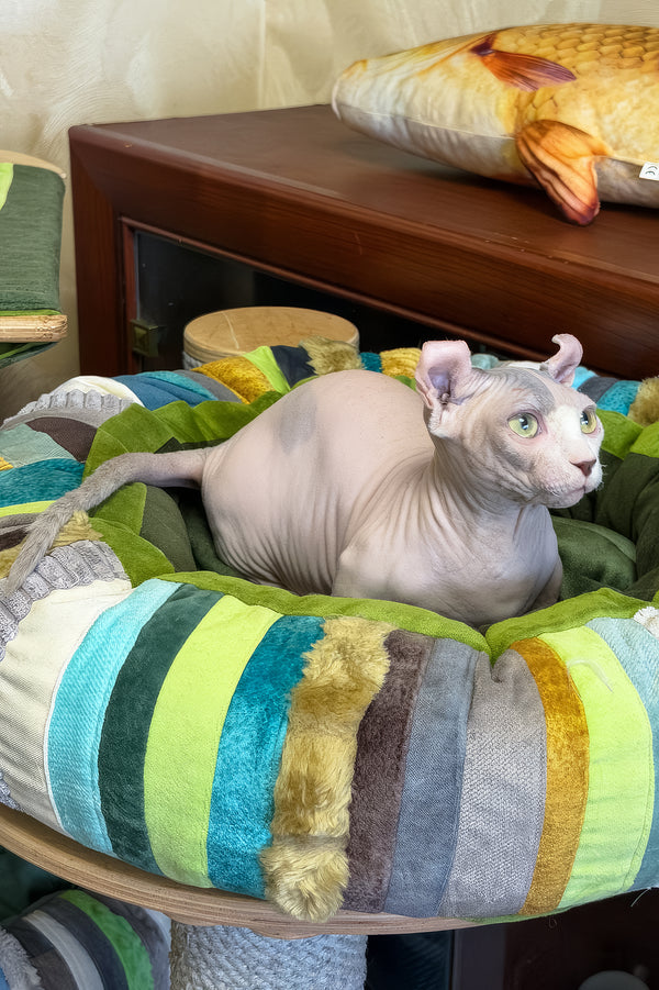 Eddie | Dwelf Sphynx Kitten
