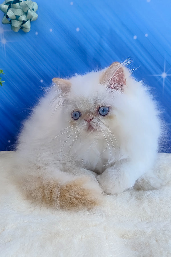 Eddie | Persian Kitten