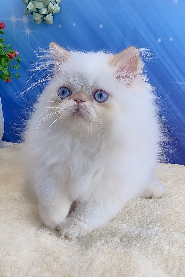 Eddie | Persian Kitten