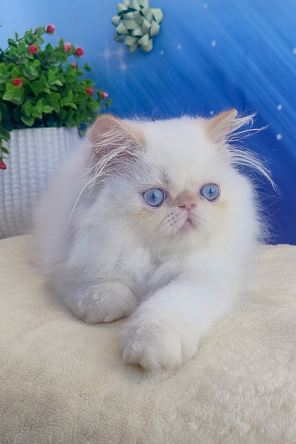 Eddie | Persian Kitten