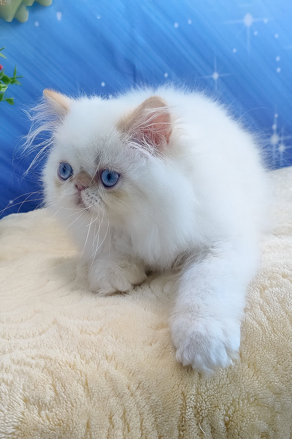 Eddie | Persian Kitten