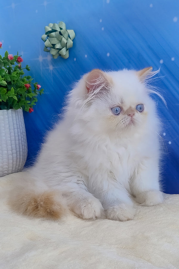 Eddie | Persian Kitten