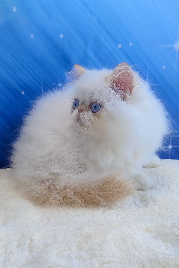 Eddie | Persian Kitten