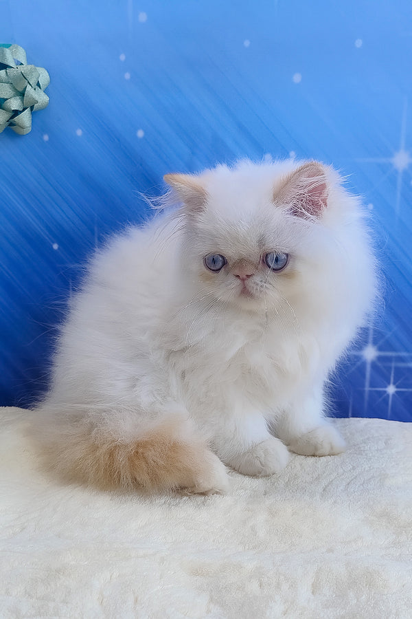 Eddie | Persian Kitten