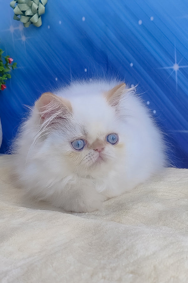 Eddie | Persian Kitten