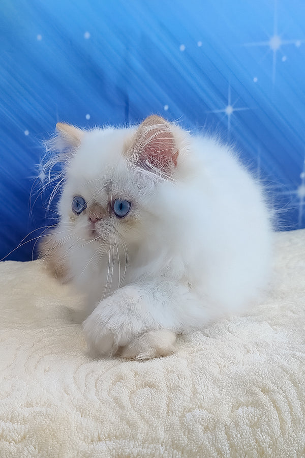 Eddie | Persian Kitten