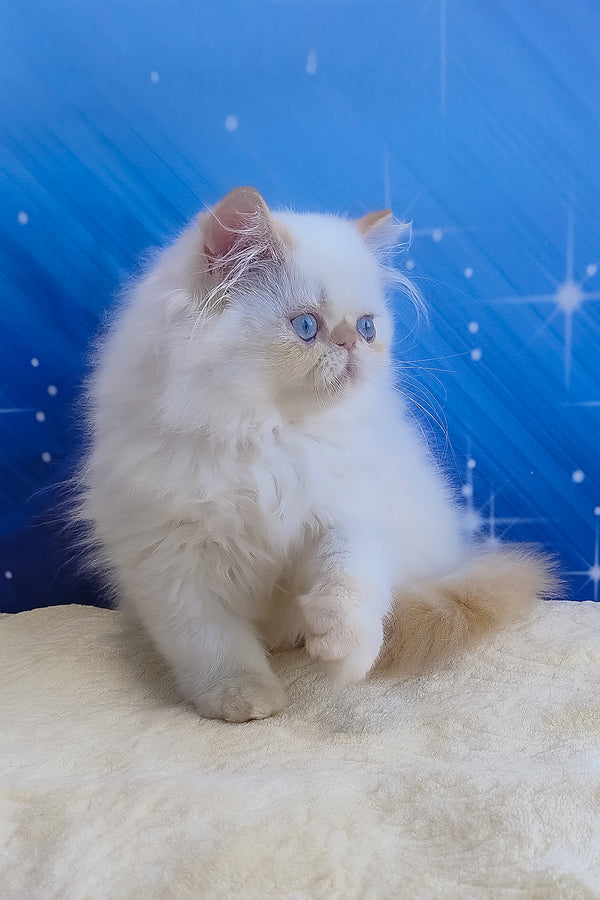 Eddie | Persian Kitten