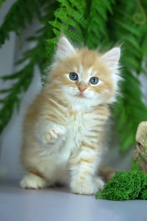 Eden | Siberian Kitten