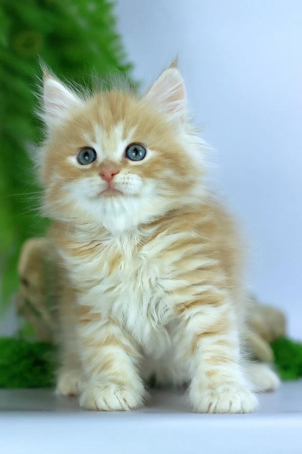 Eden | Siberian Kitten
