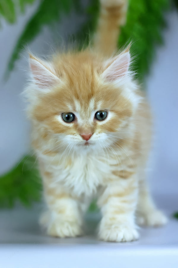 Eden | Siberian Kitten