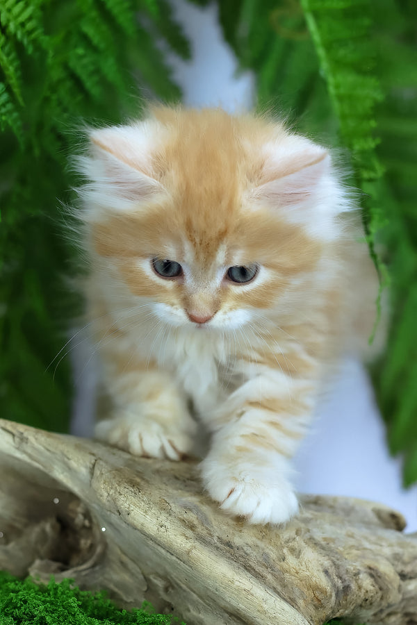 Eden | Siberian Kitten