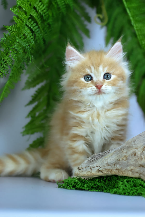 Eden | Siberian Kitten