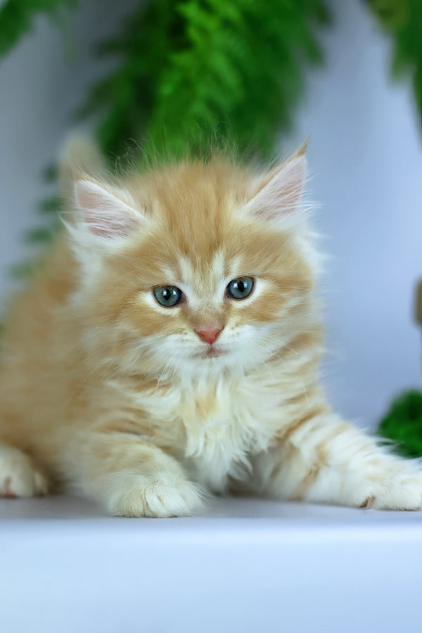 Eden | Siberian Kitten
