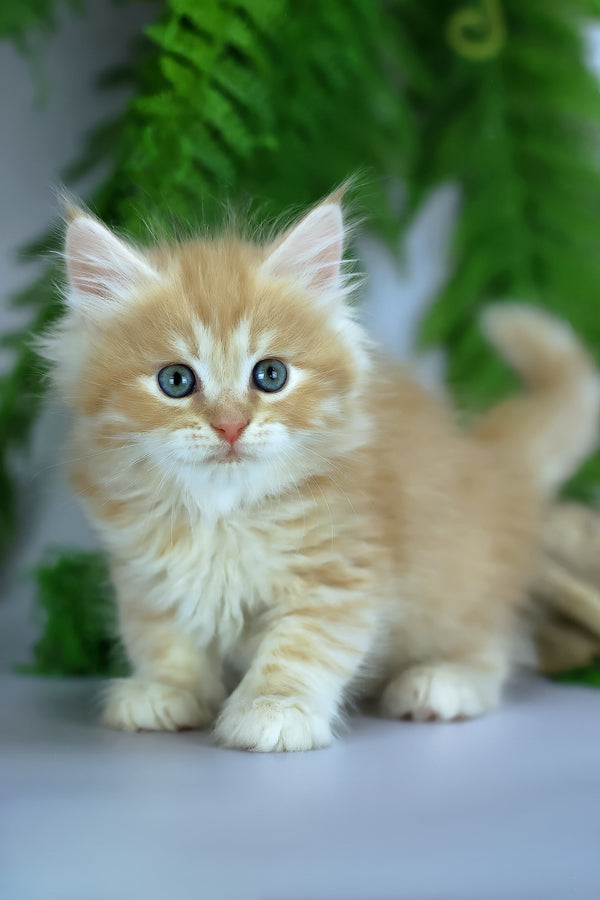 Eden | Siberian Kitten