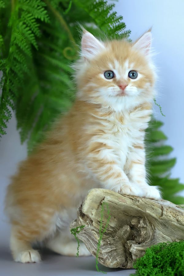 Eden | Siberian Kitten