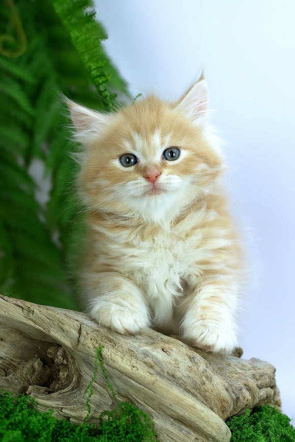 Eden | Siberian Kitten