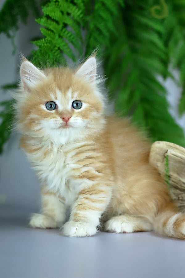 Eden | Siberian Kitten