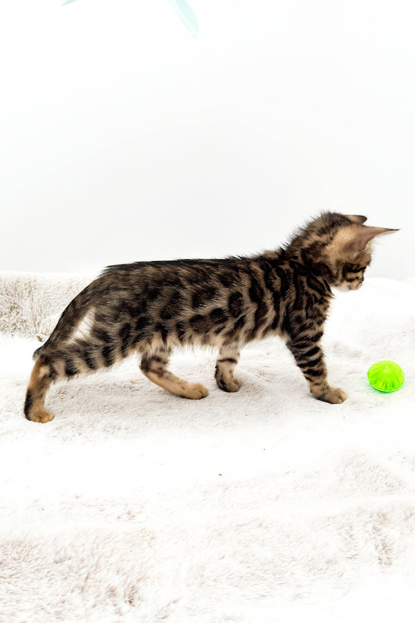 Eden | Bengal Kitten