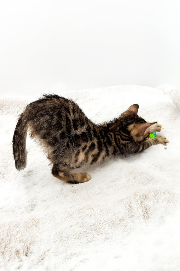 Eden | Bengal Kitten