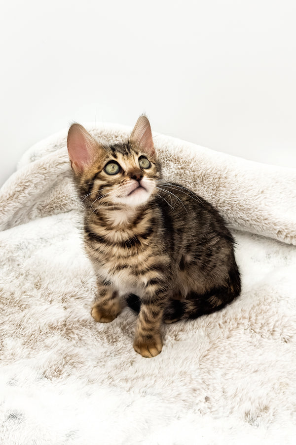 Eden | Bengal Kitten