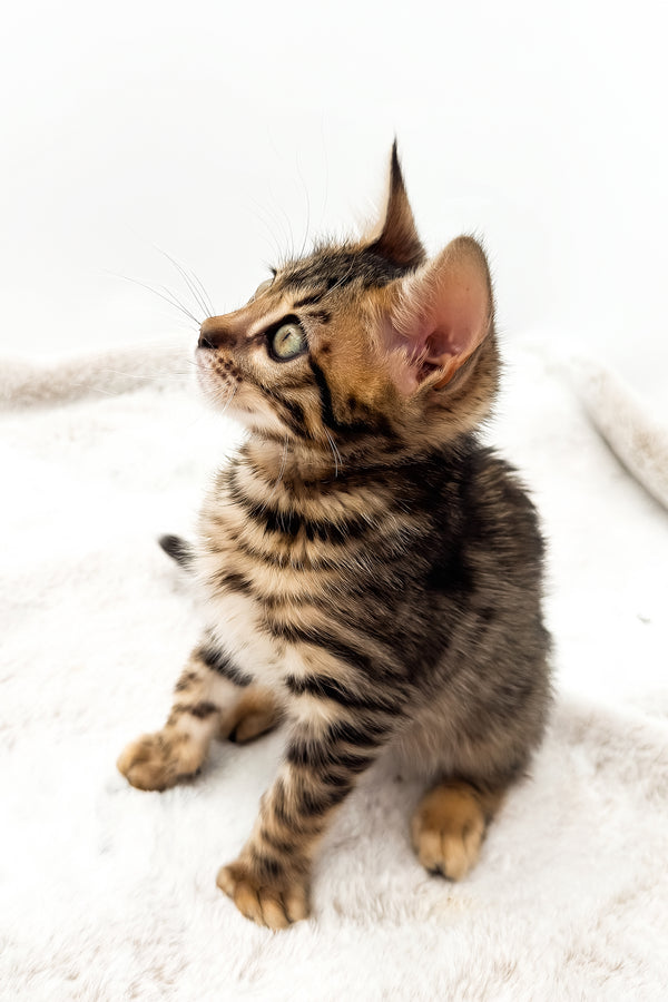 Eden | Bengal Kitten