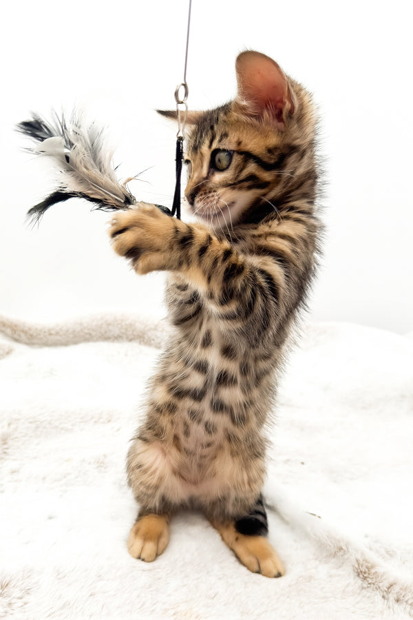 Eden | Bengal Kitten