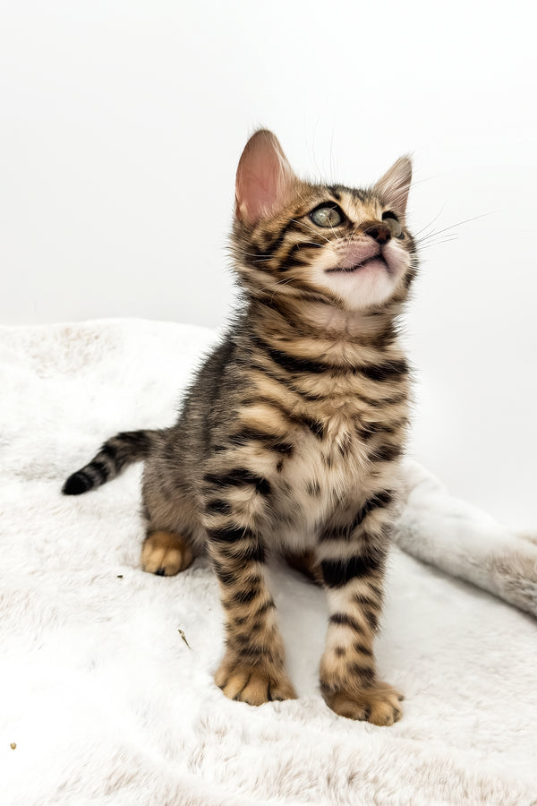 Eden | Bengal Kitten
