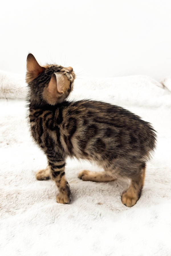 Eden | Bengal Kitten
