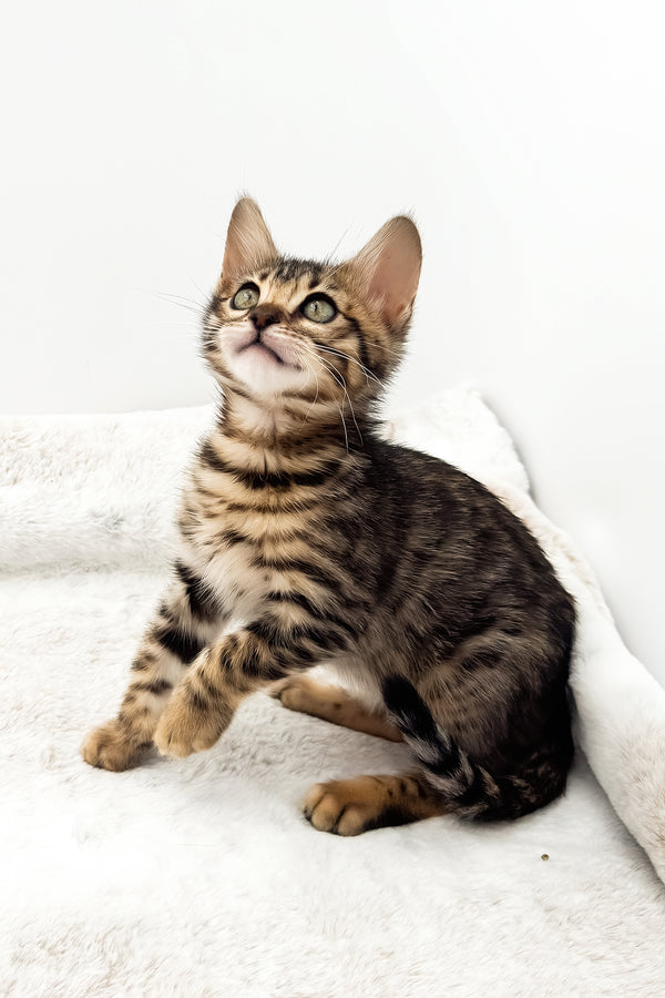 Eden | Bengal Kitten