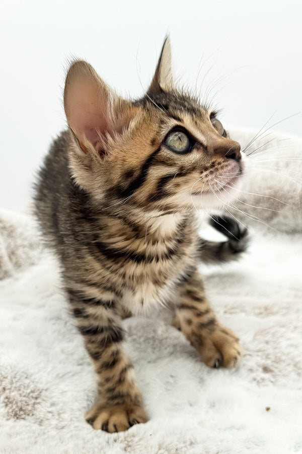 Eden | Bengal Kitten