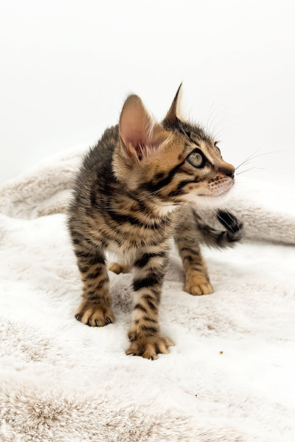 Eden | Bengal Kitten