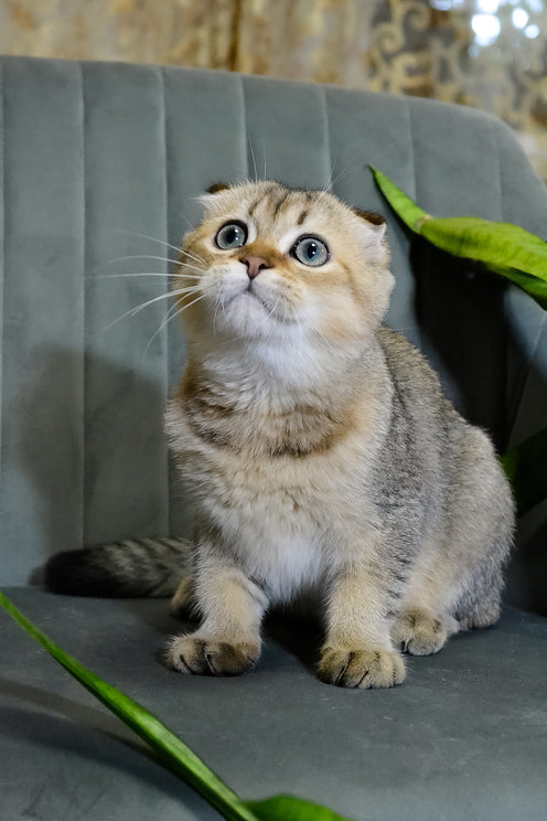 Edgar | Scottish Fold Kitten