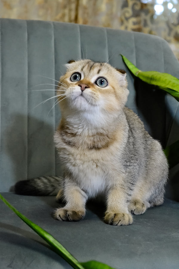 Edgar | Scottish Fold Kitten